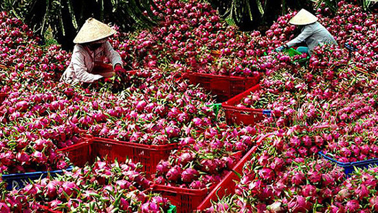 Nông sản Việt ra sao trước tác động của dịch bệnh do virus corona