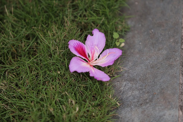 Chùm ảnh: Người Hà Nội thích thú với sắc tím hoa ban bừng nở sau chuỗi ngày ảm đạm
