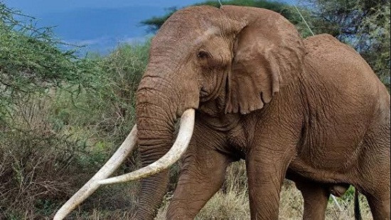 Tim – chú voi có bộ ngà lớn nhất châu Phi qua đời ở tuổi 50