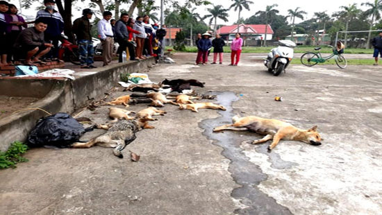 Nghệ An: Hai anh em rải bả độc để trộm chó, mèo bị người dân truy bắt