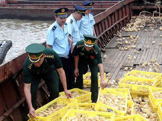 Ngăn chặn, xử lý nghiêm các hành vi buôn lậu gia cầm sống và các sản phẩm gia cầm vào Việt Nam