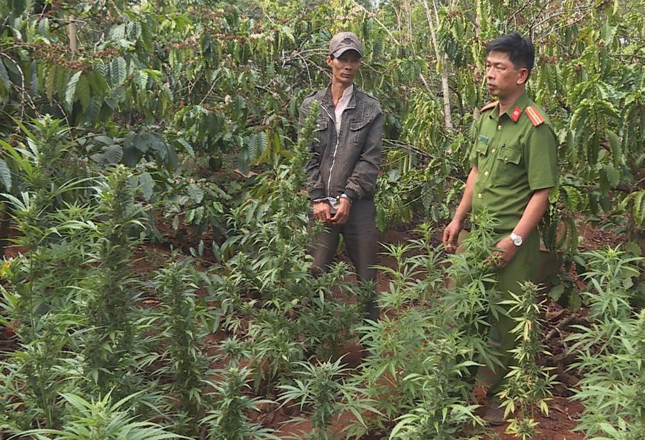 Trồng hơn 1.000 cây cần sa trong vườn cà phê cho… gà ăn