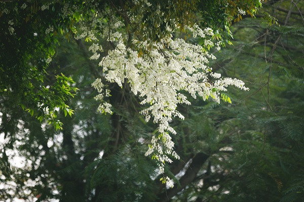 Hà Nội – Ngây ngất sắc trắng hoa sưa