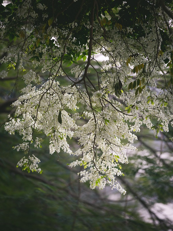 Hà Nội – Ngây ngất sắc trắng hoa sưa