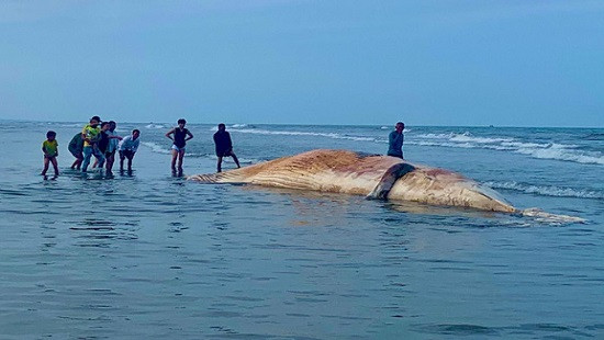 Cá voi nặng hàng chục tấn chết trôi dạt vào bờ biển Hà Tĩnh