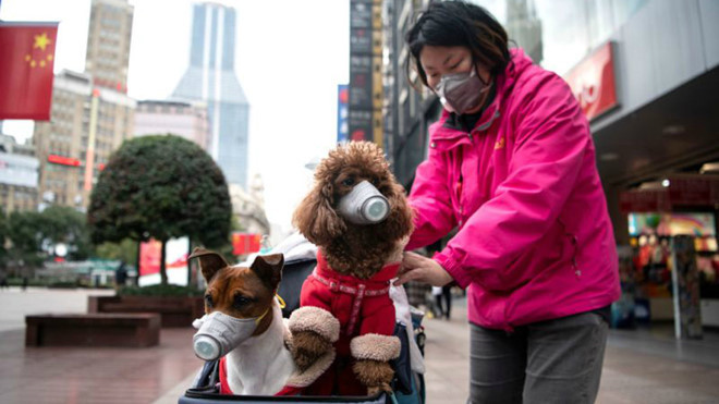 Hong Kong: Chó của bệnh nhân nhiễm Covid-19 dương tính với virus