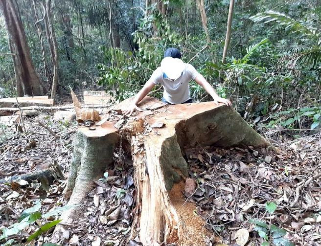 Tỉnh Gia Lai chỉ đạo khẩn vụ phá rừng ở huyện Kông Chro