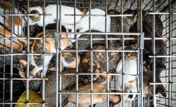5 triệu con chó và 1 triệu con mèo bị giết lấy thịt tại Việt Nam