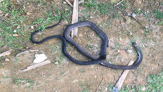 Một người dân bị rắn hổ mang cắn chết khi đi phát keo