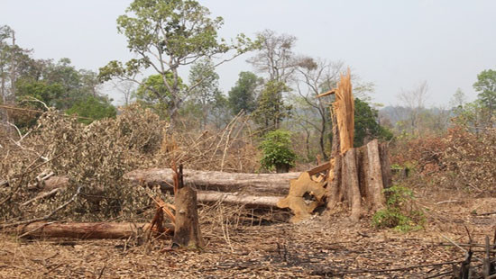 Gia Lai: Khởi tố 3 vụ phá rừng để điều tra