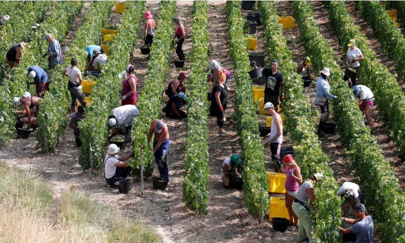 EU kêu gọi các nước mở biên giới cho nông dân thời vụ