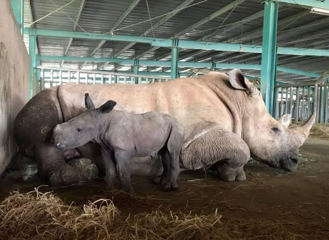 Vinpearl Safari chào đón tê giác thứ 3 chào đời