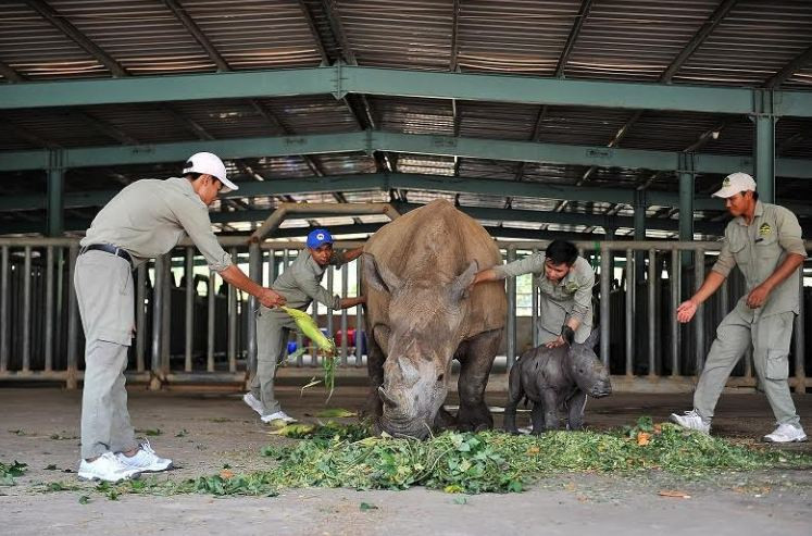 Vinpearl Safari chào đón tê giác thứ 3 chào đời