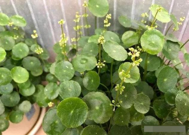 cây may mắn 1