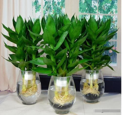 cây may mắn 6