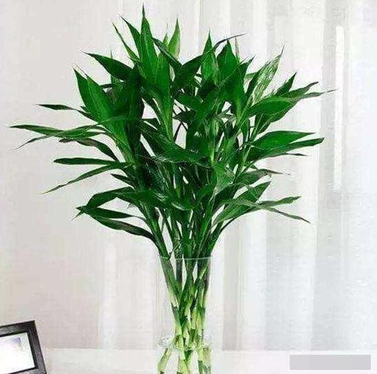 cây may mắn 7