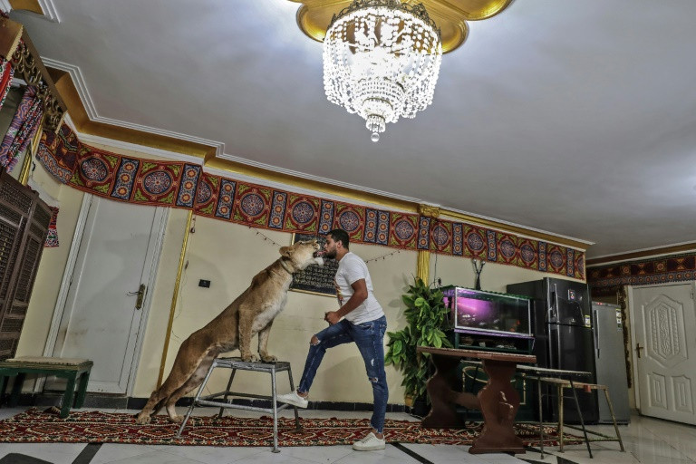 Biểu diễn sư tử trong phòng khách nhà riêng vì Covid-19