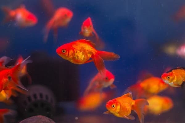 Trong 4 tháng tới, 3 con giáp thoát kiếp xui xẻo, thoải mái làm ăn, cuối năm tiền về đầy túi 2