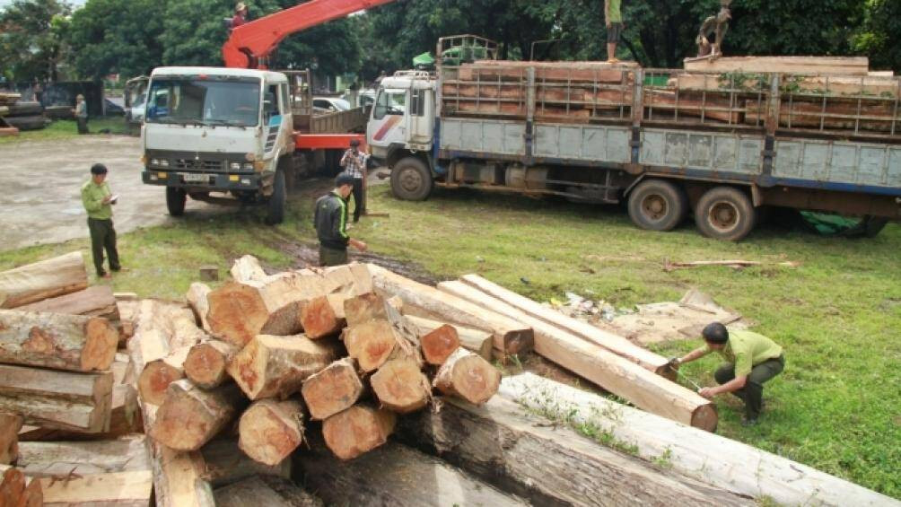 Nhóm đối tượng vận chuyển gỗ lậu “khủng” ở vùng biên lĩnh án