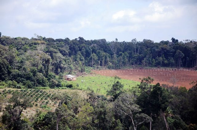 Vụ hủy hoại đất lâm nghiệp tại Đắk Nông: Bắt 3 đối tượng để điều tra về hành vi nhận hối lộ 
