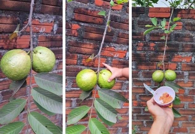 trộm ổi hàng xóm 1