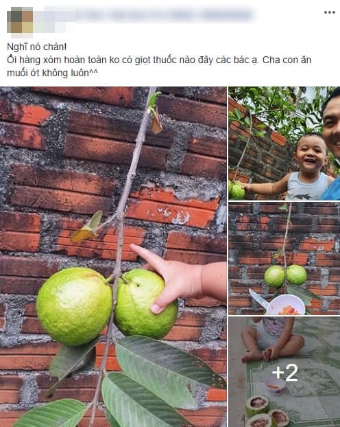 trộm ổi hàng xóm 3