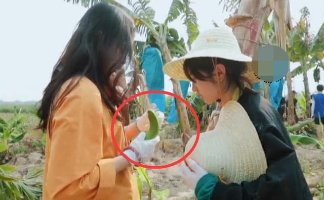 mua chuối ngon 0