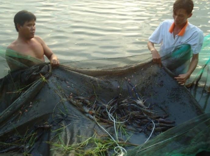 Hồng Dân: 10 năm một chặng đường nuôi tôm trên đất trồng lúa