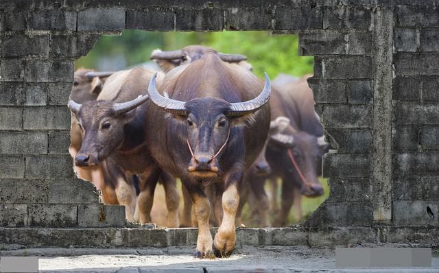 tại sao trâu bò buộc mũi 6
