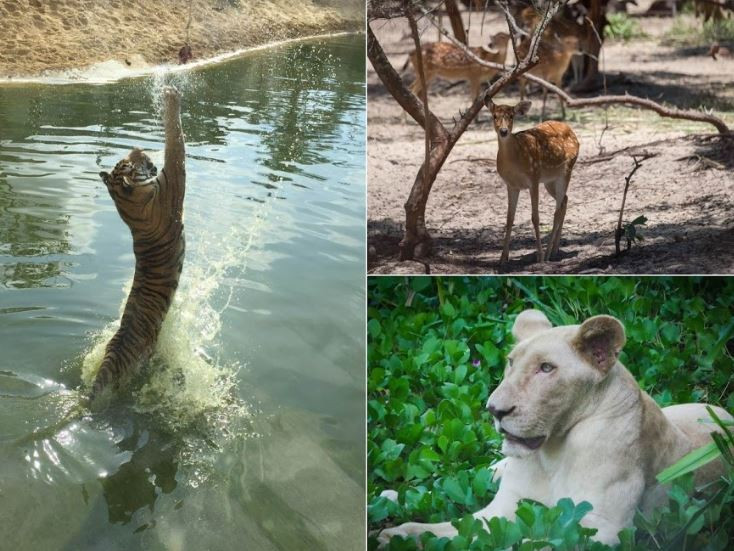 FLC Zoo Safari Park Quy Nhơn - Điểm đến không thể bỏ lỡ trong hành trình khám phá “xứ Nẫu” 