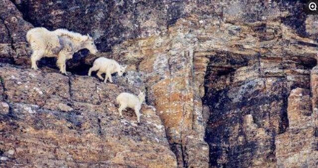 dê rocky 0