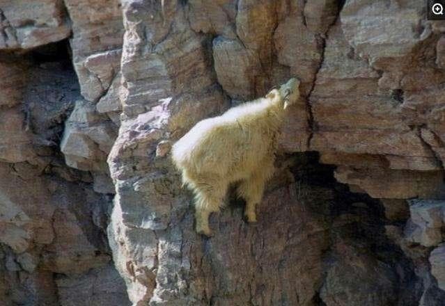 dê rocky 4