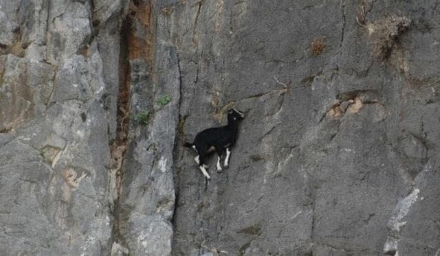 dê rocky 6
