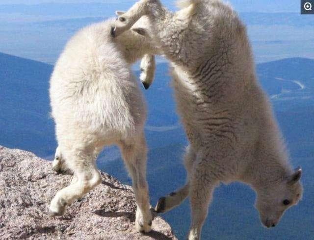 dê rocky 8