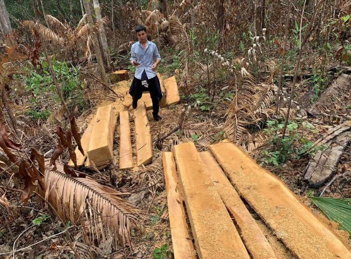 Rừng ở Ban Quản lý rừng phòng hộ Đăk Đoa liên tiếp bị xâm hại