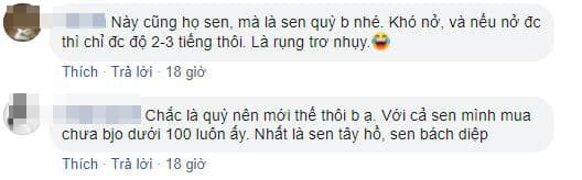 cách chọn hoa sen  0