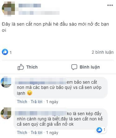 cách chọn hoa sen  1