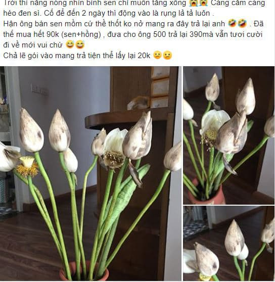 cách chọn hoa sen  2