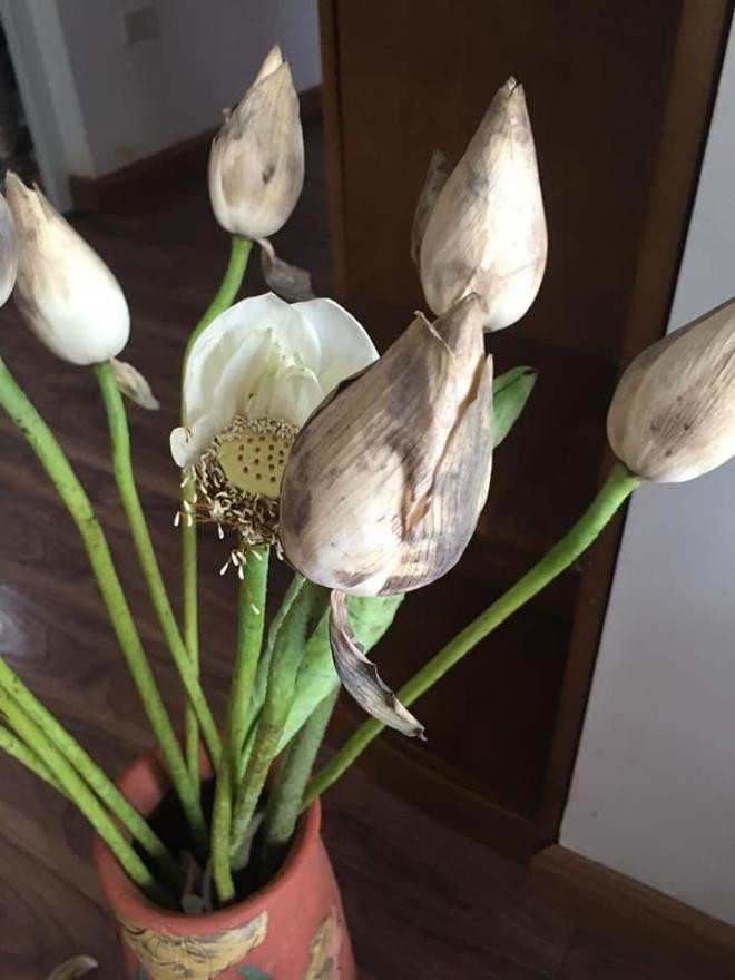 cách chọn hoa sen  1