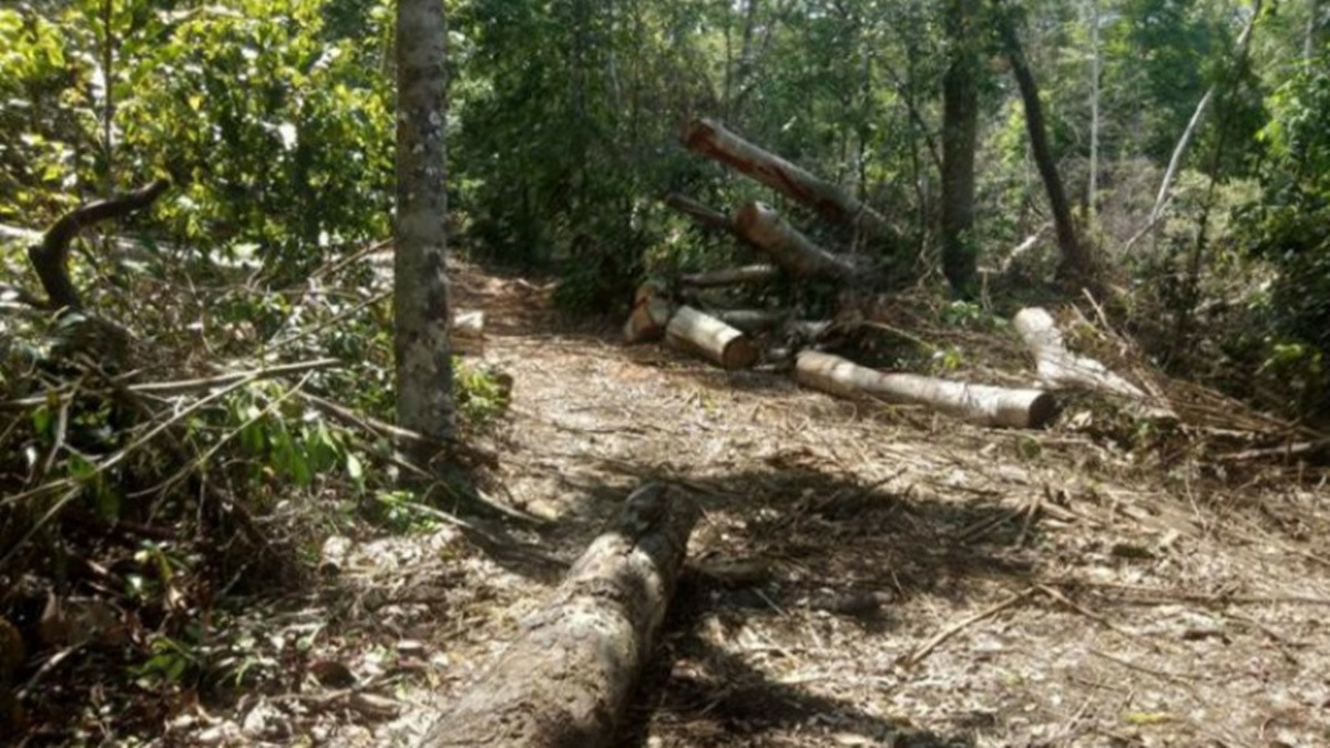 Tạm giữ 6 đối tượng có liên quan đến vụ phá rừng ở K’Bang