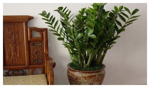 cây phát lộc 0