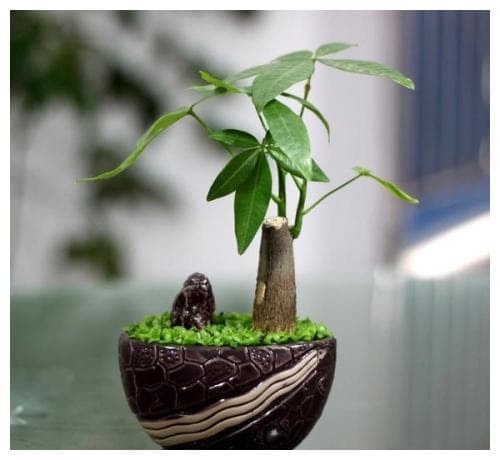 cây phát lộc 1
