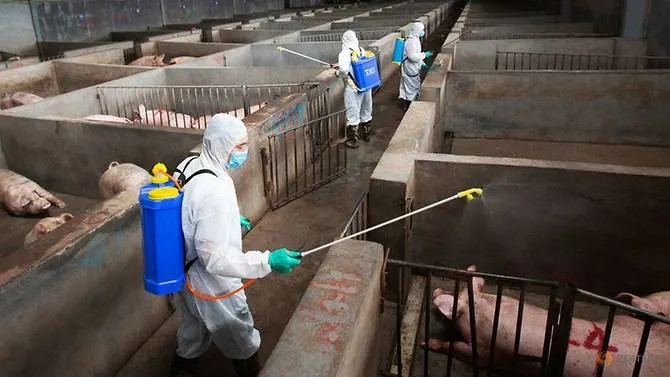 Chủng cúm lợn mới phát hiện ở Trung Quốc có nguy cơ gây đại dịch