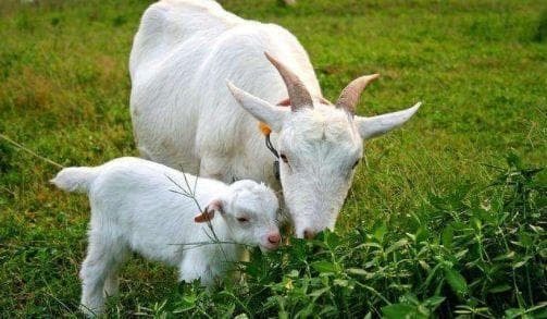 động vật 2