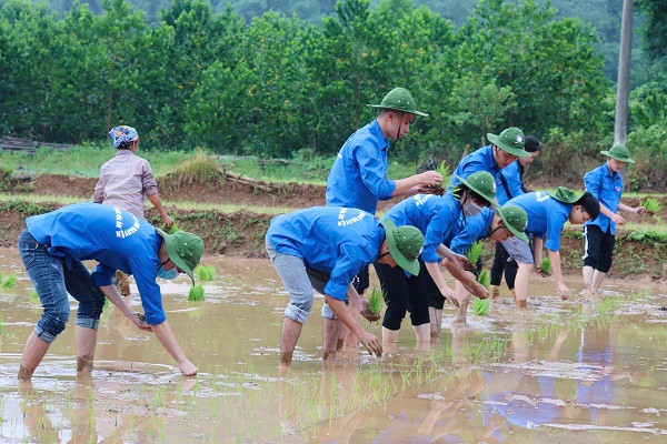 Sinh viên Học viện Tòa án tham gia cấy lúa cho bà con nông dân ở Hòa Bình