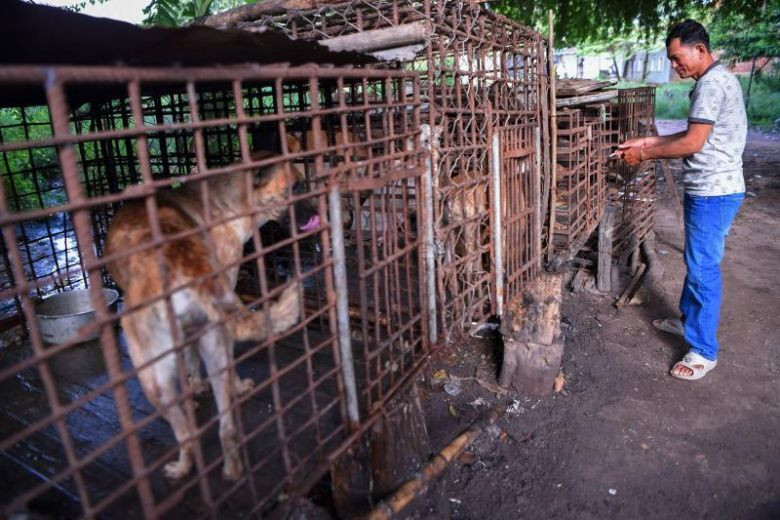 Tỉnh đầu tiên của Campuchia cấm buôn bán thịt chó 