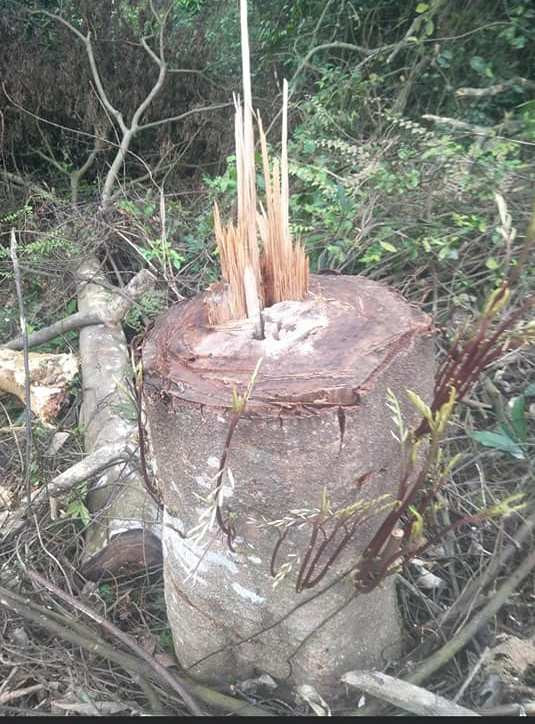1.pharung.jpg