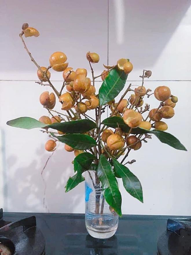 bình hoa độc lạ 0 bình hoa độc lạ 0