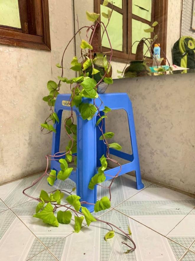bình hoa độc lạ 1 bình hoa độc lạ 1