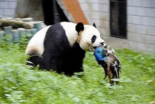 gau-truc (1).jpg 1